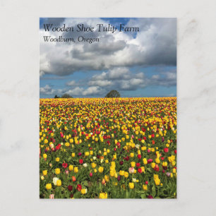 Cartão Postal Belo Campo de Tulipas, Cartão-postal Oregon