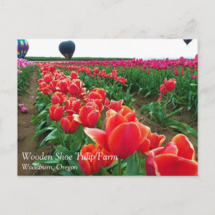 Cartão Postal Belo Campo de Tulipas com Balões de Ar Quente