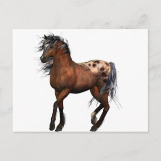 Cartão Postal belo cavalo