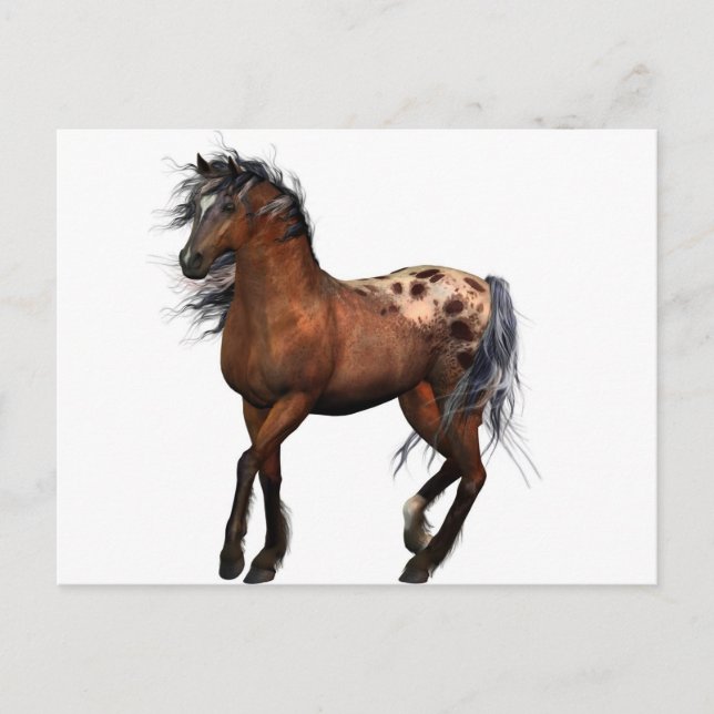 Cartão Postal belo cavalo (Frente)