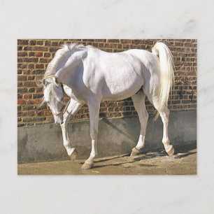 Cartão Postal Belo Cavalo Árabe Branco