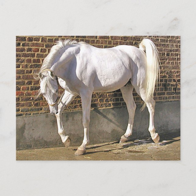 Cartão Postal Belo Cavalo Árabe Branco (Frente)