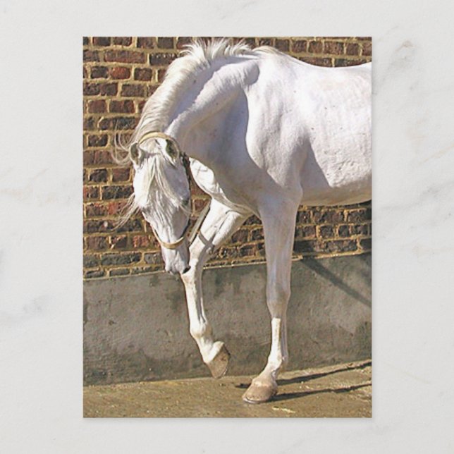 Cartão Postal Belo Cavalo Árabe Branco (Frente)