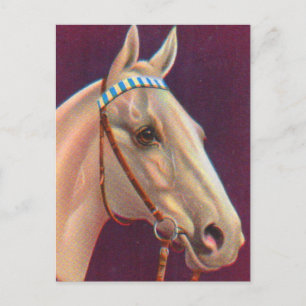 Cartão Postal belo cavalo branco