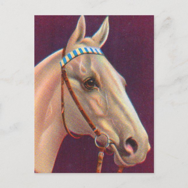Cartão Postal belo cavalo branco (Frente)