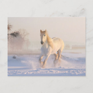 Cartão Postal Belo Cavalo Branco Correndo na Neve