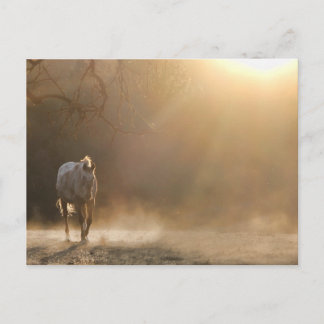 Cartão Postal Belo Cavalo em Presentes à Luz do Sol
