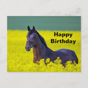 Cartão Postal Belo Cavalo Flores Amarelas Foto Aniversário