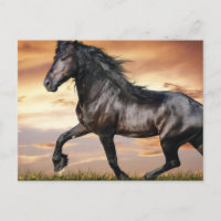 Belo Cavalo Negro