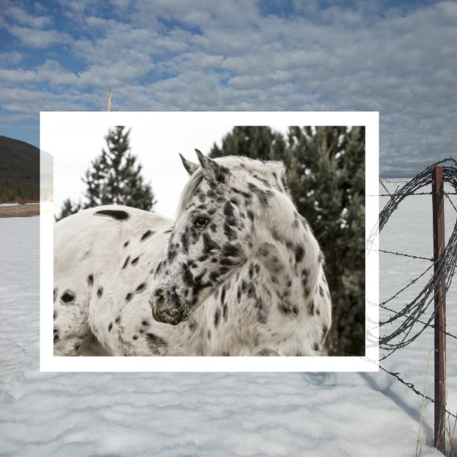 Cartão Postal Belo Cavalo Negro e Branco Appaloosa (Criador carregado)