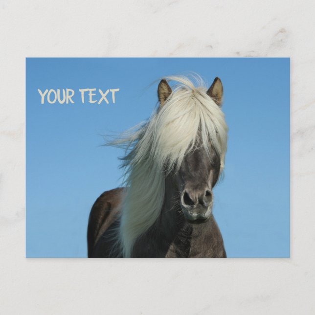 Cartão Postal Belo cavalo sob o céu azul (Frente)