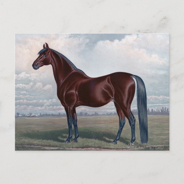 Cartão Postal Belo Chestnut Horse Fine Art (Frente)