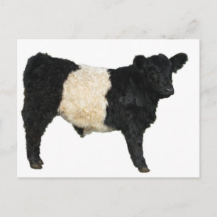 Cartão Postal Belo Cutout Galloway Steer Galloway