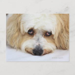 Cartão Postal belo fecho de bichon frise dog