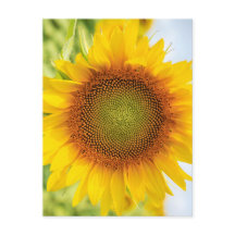 Belo Girassol com Citação de Helen Keller