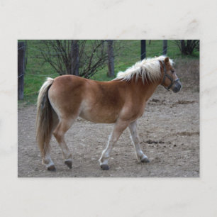 Cartão Postal Belo Haflinger