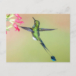 Cartão Postal Belo Hummingbird com Penas de Cauda Longa