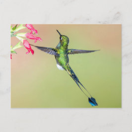 Cartão Postal Belo Hummingbird com Penas de Cauda Longa