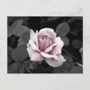 Cartão Postal Belo impressão de rosas rosa