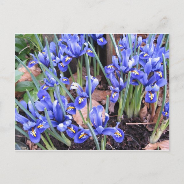 CARTÃO POSTAL BELO IRIS (Frente)