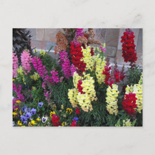 Cartão Postal Belo Jardim