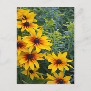 Cartão Postal Belo jardim de flores de sussurro de olhos negros