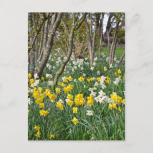 Cartão Postal Belo jardim de narcisos da primavera