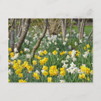Belo jardim de primavera daffodilo
