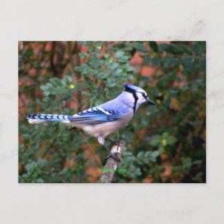 Cartão Postal Belo Jay Azul