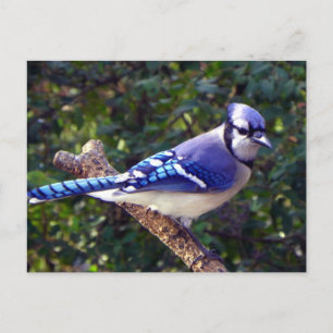 Cartão Postal Belo Jay Azul