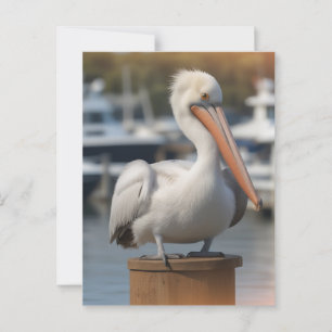 Cartão Postal Belo Pelicano