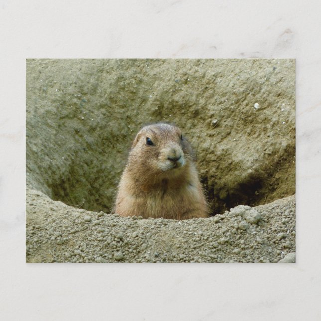 Cartão Postal Belo Pequeno Marmot (Frente)