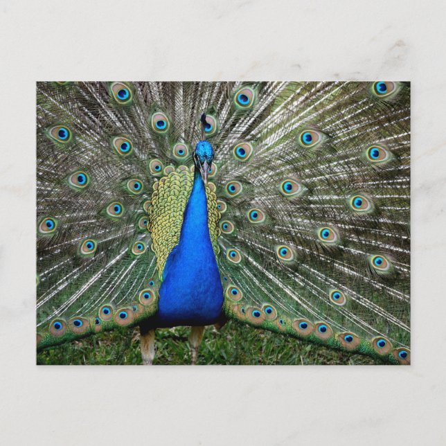 Cartão Postal Belo Perfil de Pavão (Frente)