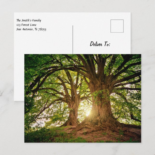 Cartão Postal Belo pôr do sol na floresta (Frente/Verso)