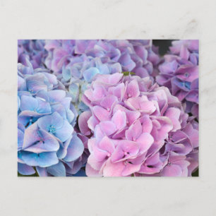 Cartão Postal Belo Púrpura, Azul, Flores De Hydrangea Rosa
