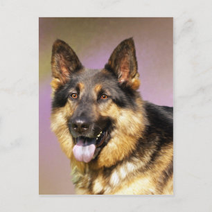 Cartão Postal Belo retrato de cão pastor alemão