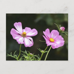 Cartão Postal Belo rosa com cartão-postal branco Cosmea-DIY