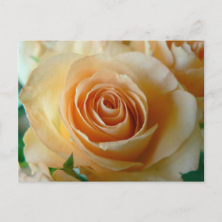 Cartão Postal Belo Rosa de Apricot