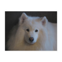 Belo Samoyed