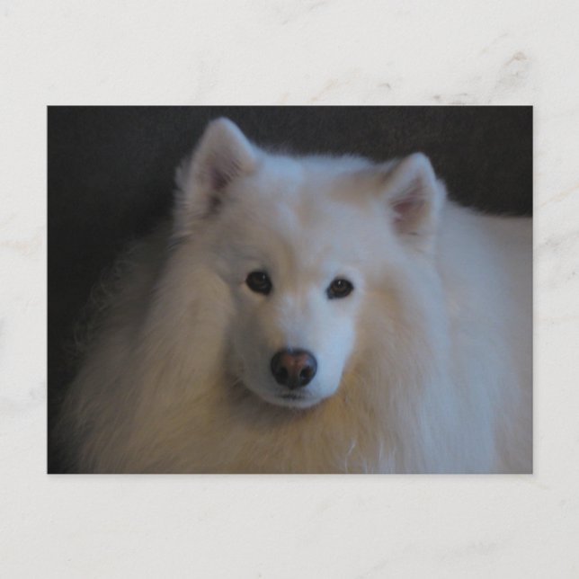 Cartão Postal Belo Samoyed (Frente)