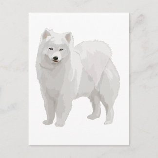 Cartão Postal Belo Samoyed