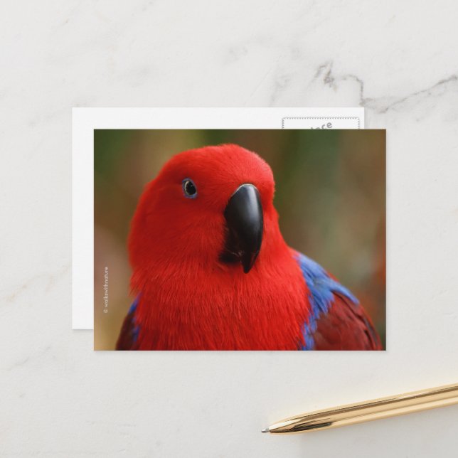 Cartão Postal Belo "Senhora em Vermelho" Eclectus Parrot (Frente/Verso In Situ)
