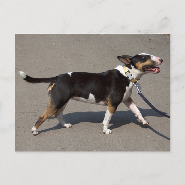 Cartão Postal Belo Terrível Tricolor (Frente)