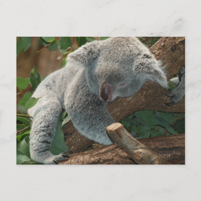Cartão Postal Belo Urso Koala Dormindo (Frente)
