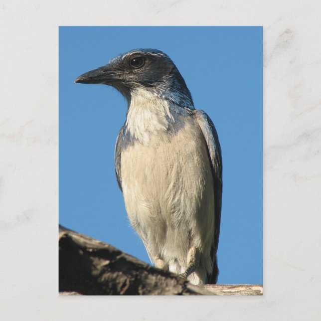 Cartão Postal Belo Western Scrub Jay (Frente)