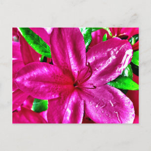 Cartão Postal Belos cartões-postais de Azaléia Floral Rosa