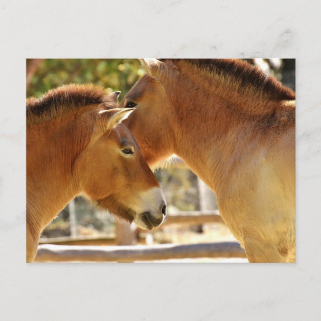 Cartão Postal Belos Cavalos (Frente)