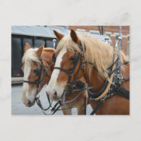 Belos Cavalos com Esconderijo
