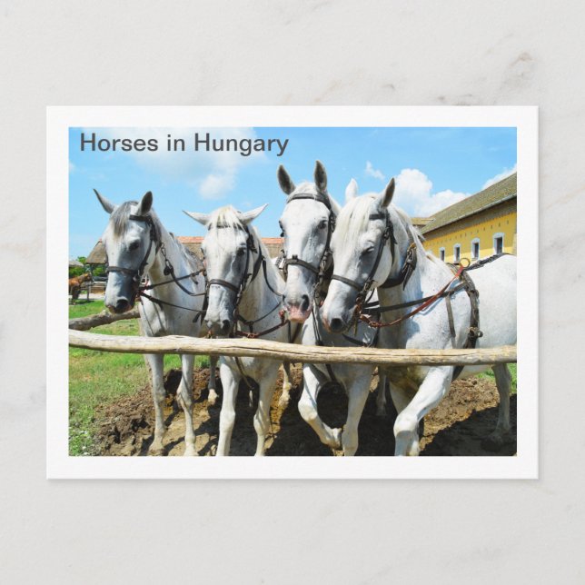 Cartão Postal Belos cavalos na Hungria (Frente)