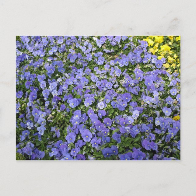 Cartão Postal Belos Flores - Cartaz (Frente)